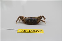 藏品(短身大眼蟹)的圖片